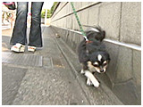 リリック きょうのわんこ 写真5
