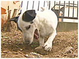 じろちょう きょうのわんこ 写真4