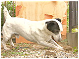 じろちょう きょうのわんこ 写真5