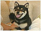 ころ丸 きょうのわんこ 写真2