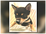 ころ丸 きょうのわんこ 写真3