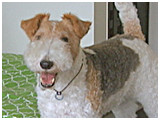 ダニエル きょうのわんこ 写真3