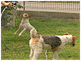 ダニエル きょうのわんこ 写真5