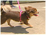 ぷぅー きょうのわんこ 写真3