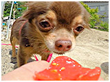 ぷぅー きょうのわんこ 写真5