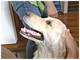 オリーブ きょうのわんこ 写真4