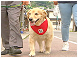 ローズ きょうのわんこ 写真2