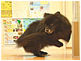 デイジー きょうのわんこ 写真4