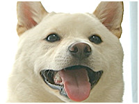 ゆきお きょうのわんこ 写真1