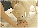 ゆきお きょうのわんこ 写真3
