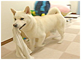 ゆきお きょうのわんこ 写真4