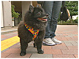 ココ きょうのわんこ 写真3