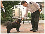 ココ きょうのわんこ 写真4