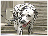 プリン きょうのわんこ 写真2