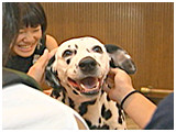 プリン きょうのわんこ 写真4