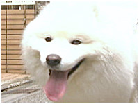 Moco きょうのわんこ 写真1