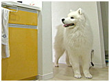 Moco きょうのわんこ 写真3
