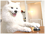 Moco きょうのわんこ 写真4