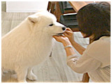 Moco きょうのわんこ 写真5