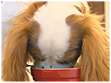 蘭丸 きょうのわんこ 写真5
