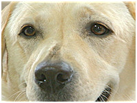 さりい きょうのわんこ 写真1