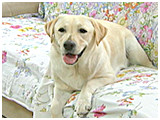 さりい きょうのわんこ 写真2