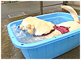 さりい きょうのわんこ 写真4