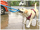 さりい きょうのわんこ 写真5