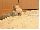 シオ きょうのわんこ 写真3