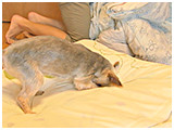シオ きょうのわんこ 写真4