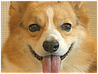 ゆきち きょうのわんこ 写真1