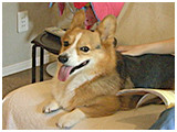 ゆきち きょうのわんこ 写真2