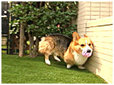 ゆきち きょうのわんこ 写真4