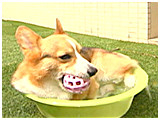 ゆきち きょうのわんこ 写真5