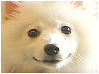 モンブラン きょうのわんこ 写真1