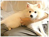 モンブラン きょうのわんこ 写真2