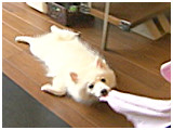 モンブラン きょうのわんこ 写真4