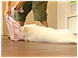 モンブラン きょうのわんこ 写真5