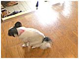 ラピ きょうのわんこ 写真5