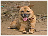 おいどん きょうのわんこ 写真2