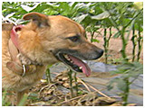 おいどん きょうのわんこ 写真4