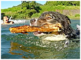 ジゲン きょうのわんこ 写真4