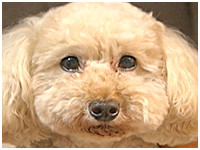 プー きょうのわんこ 写真1