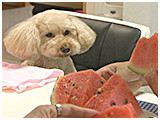 プー きょうのわんこ 写真4