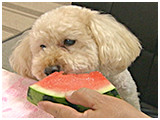 プー きょうのわんこ 写真5