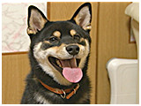 結之助 きょうのわんこ 写真2