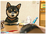 結之助 きょうのわんこ 写真3
