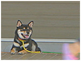 結之助 きょうのわんこ 写真4
