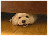 きなこ きょうのわんこ 写真2