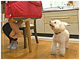 きなこ きょうのわんこ 写真3